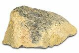 Fossil Tyrannosaur (T rex) Bone Section - Wyoming #382659-1